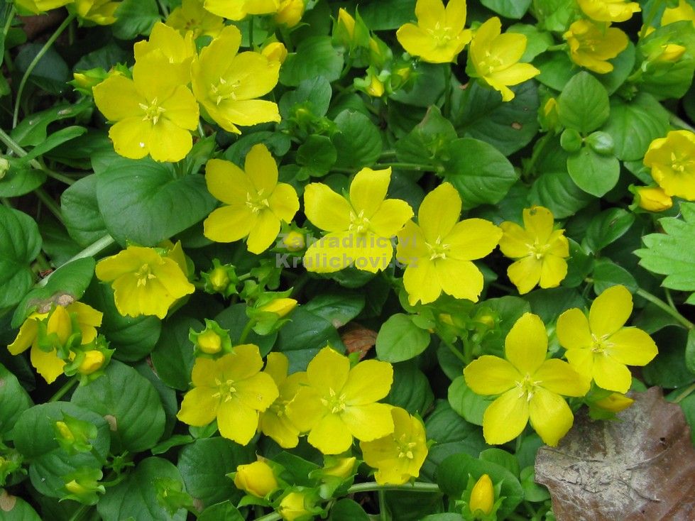 Lysimachia nummularia vrbina penízková Zahradnictví Krulichovi