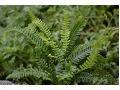 Blechnum spicant - žebrovice různolistá