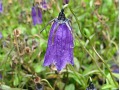 Campanula pulla - zvonek