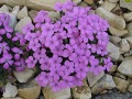 Dianthus microlepis - hvozdík, karafiát