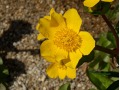 Caltha palustris - blatouch bahenní