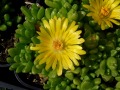 Delosperma nubigenum - delosperma