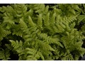 Dryopteris austriaca ( dilatata ) - kapraď rozložená