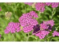 Achillea millefolium 