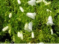 Campanula cochleariifolia 