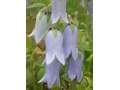 Campanula barbata - zvonek vousatý