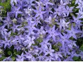 Campanula garganica - zvonek