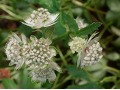 Astrantia major - jarmanka