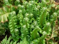 Asplenium ( Phyllitis ) scolopendrium 