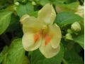 Impatiens 