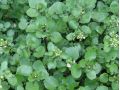 Nasturtium officinale - potočnice lékařská