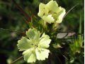 Dianthus knappii 