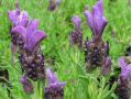 Lavandula stoechas 