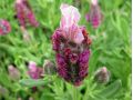 Lavandula stoechas 