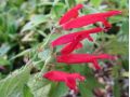 Salvia elegans 