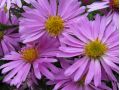 Aster 