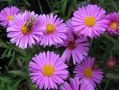 Aster dumosus 