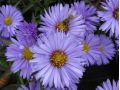 Aster dumosus 