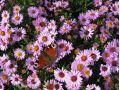 Aster dumosus 