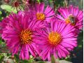 Aster novae - angliae 