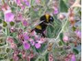 Teucrium chamaedrys - ožanka kalamandra