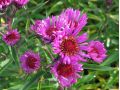 Aster novae - angliae 