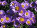 Aster novi - belgii 