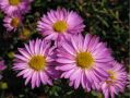 Aster dumosus 