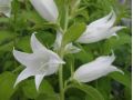 Campanula latifolia 