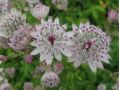 Astrantia major 