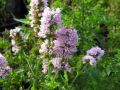 Mentha spicata var. crispa - máta kadeřavá