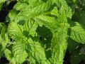 Mentha spicata 