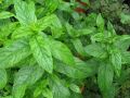 Mentha spicata 