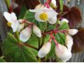 Begonia grandis ssp. evansiana var. alba - begonie