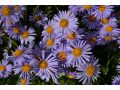 Aster tongolensis 