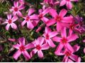 Phlox subulata 