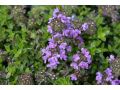 Thymus pulegioides 