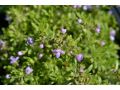 Thymus caespititius - tymián