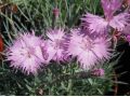 Dianthus 