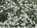 Cerastium tomentosum 