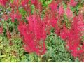 Astilbe x arendsii 