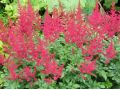 Astilbe x arendsii 