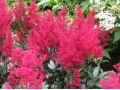 Astilbe japonica 