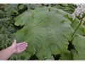 Astilboides tabularis - rodgersia štítnatá ( syn. Rodgersia tabularis )