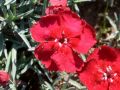 Dianthus 