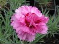 Dianthus 