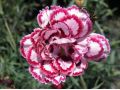 Dianthus 