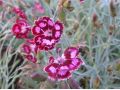 Dianthus 