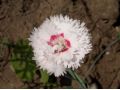 Dianthus 