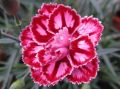 Dianthus 